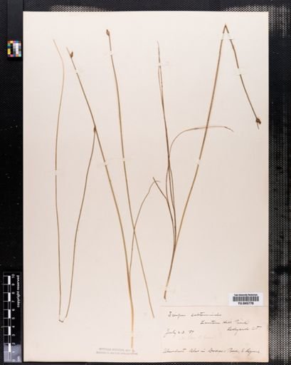 Scirpus subterminalis