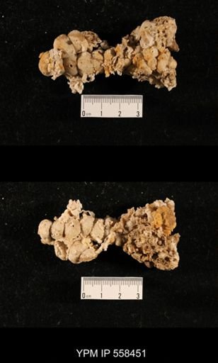 Girtycoelia sp.