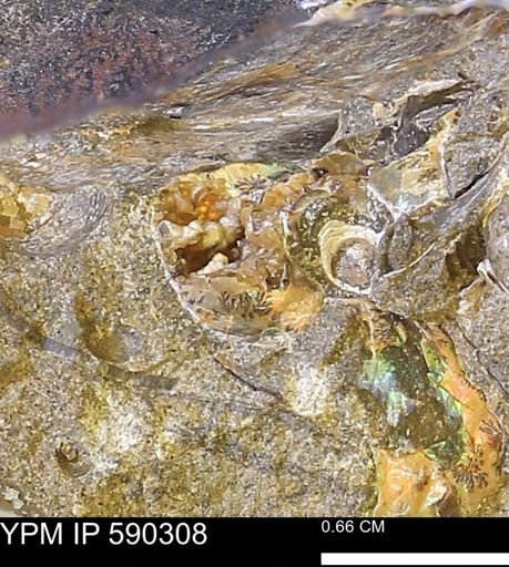 undet. Ammonoidea