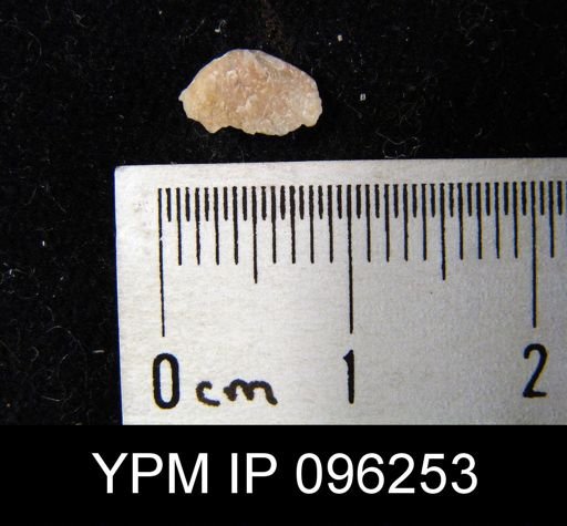 undet. Brachiopoda
