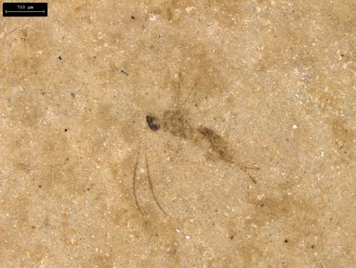 taxon undetermined