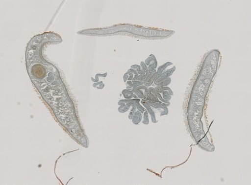 Stylochus ellipticus
