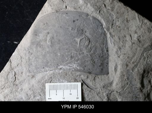 Eurypterus sp.