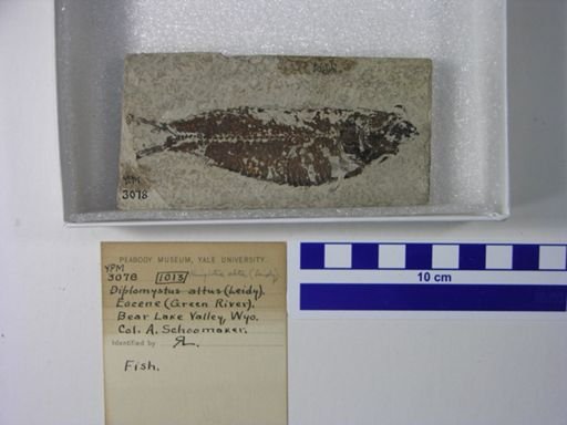 Knightia eocaena?
