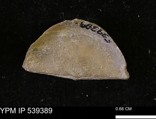 Leptaena nitens