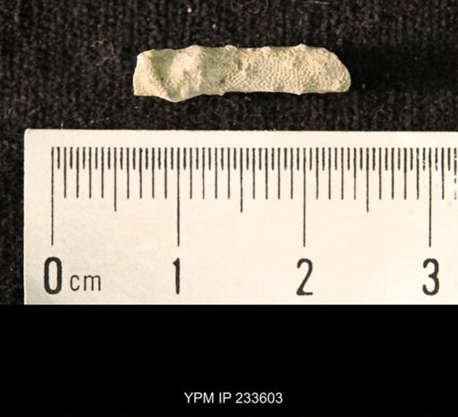 Archaeocidaris sp.