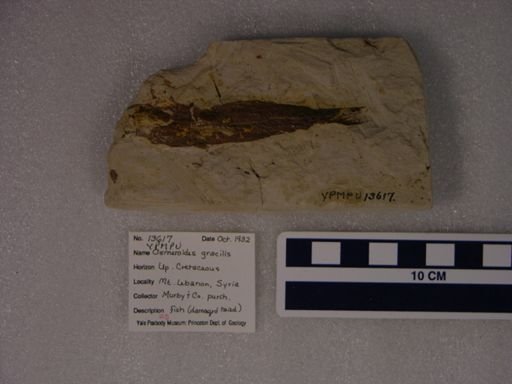 Osmeroides gracilis?