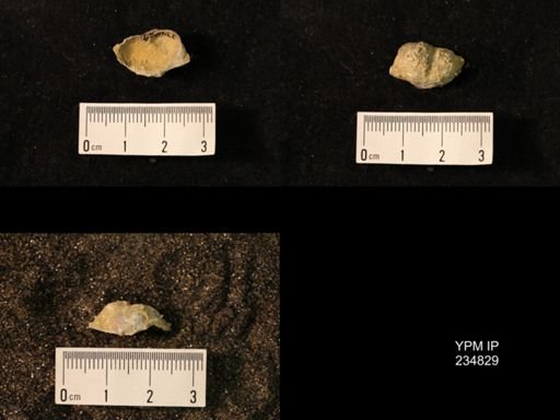 Marginifera wabashensis var. armata