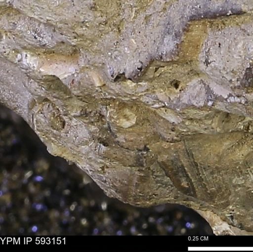 undet. Mollusca