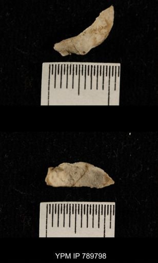 undet. Brachiopoda