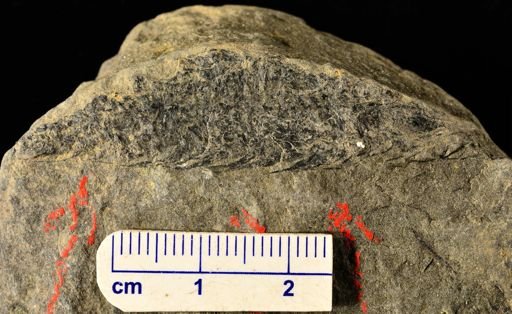 Lepidostrobus
