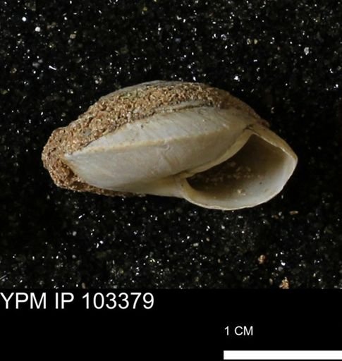 Poecilozonites bermudensis zonatus
