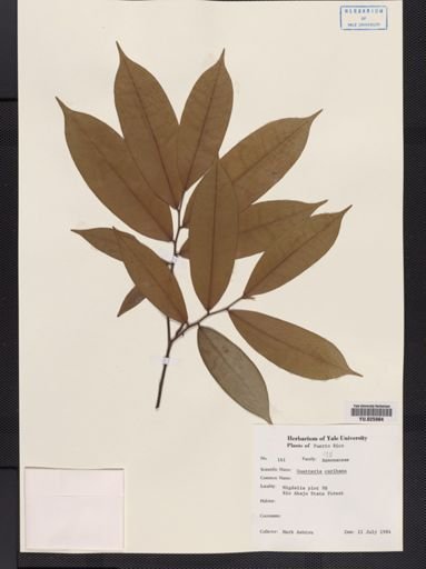 Guatteria caribaea