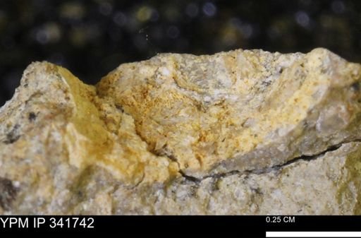 Scaphites sp.