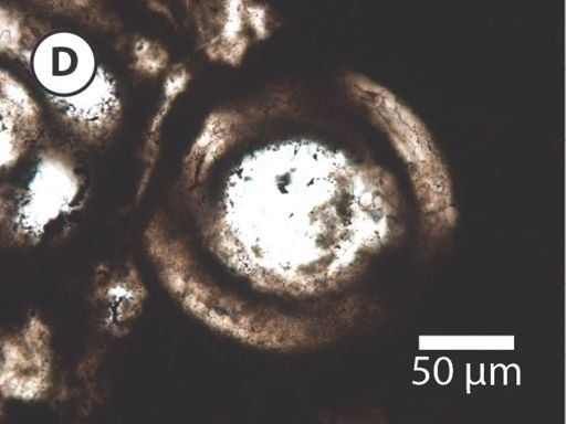 Obruchevella magna
