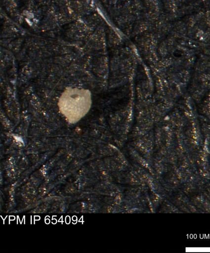 Clathrocyclas (Clathrocyclas) irrasa