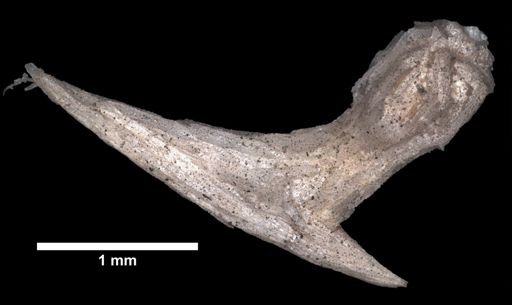 Dasygorgia spiculosa