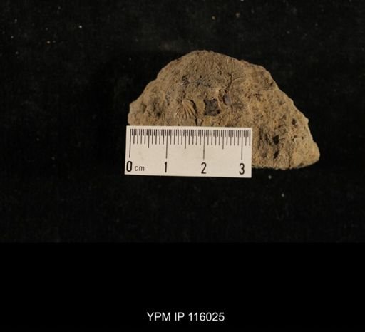 Spiriferina kentuckyensis