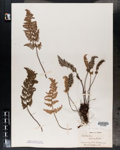 Cheilanthes covillei