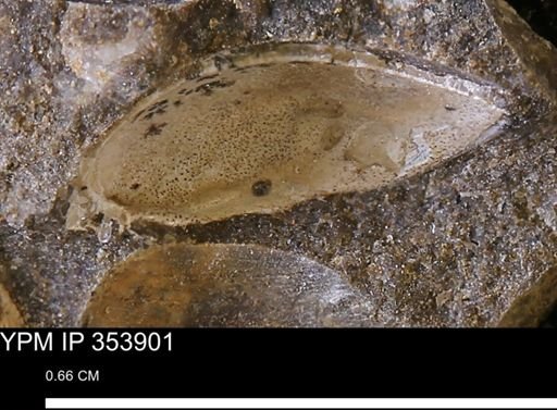 undet. Bivalvia