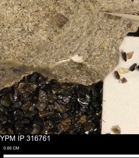 undet. Mollusca