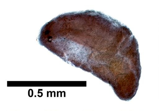 Plagiostomum