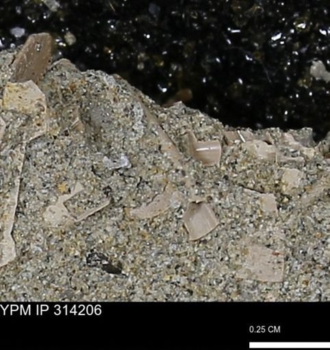 undet. Scaphopoda