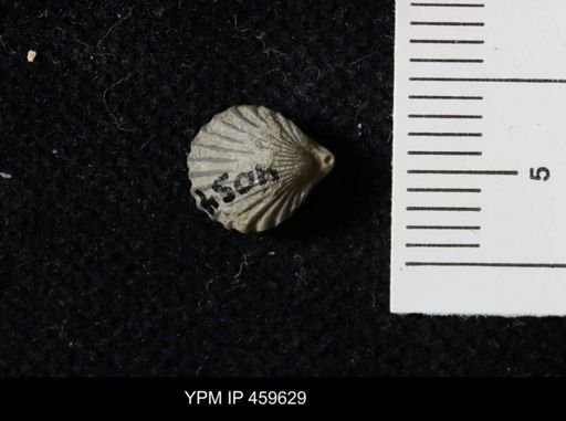 Hustedia mormoni