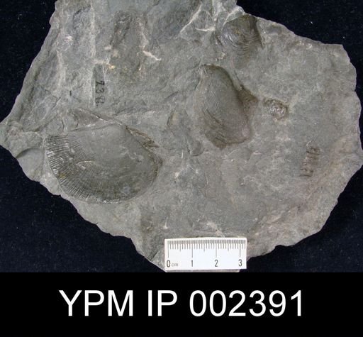 Aviculopecten princeps