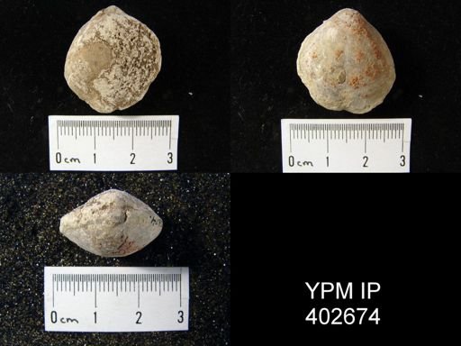 undet. Athyridoidea