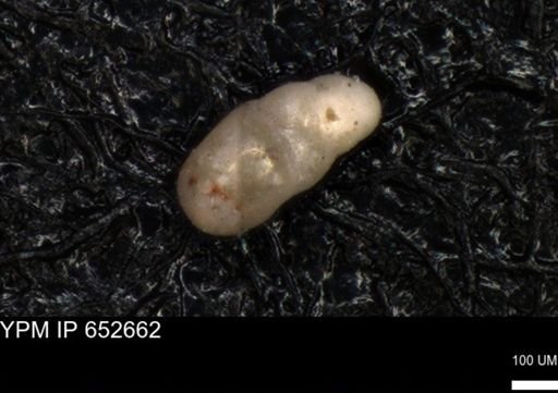 undet. Foraminiferida