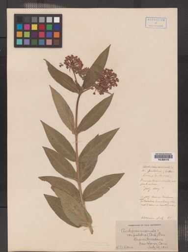 Asclepias incarnata