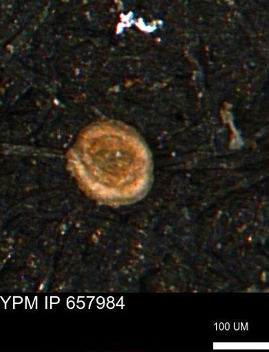 Spirolocammina subcircularis