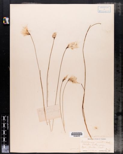 Eriophorum gracile