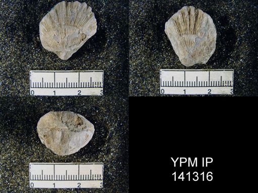 Streptorhynchus (Kiangsiella) pectiniformis