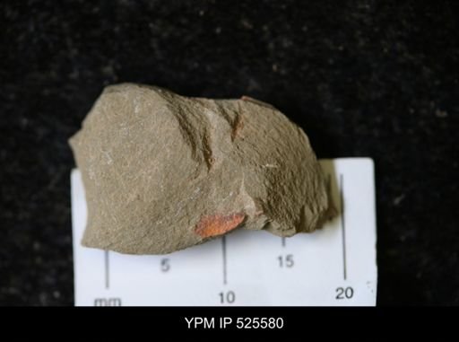 undet. Synziphosurina