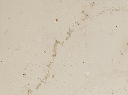 Bacillariophyceae