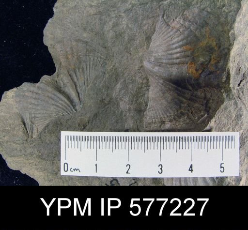 Platyrachella sp.