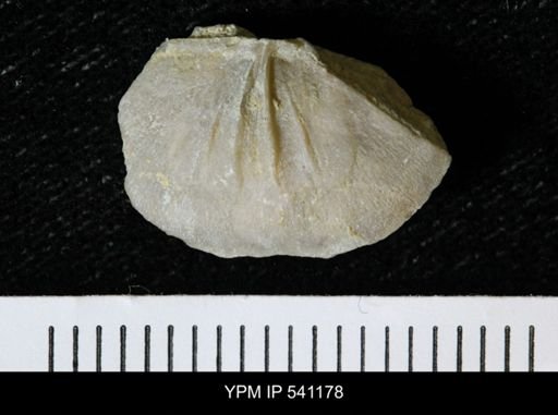 Sowerbyella sericea
