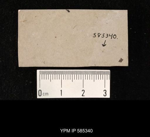 undet. Diptera