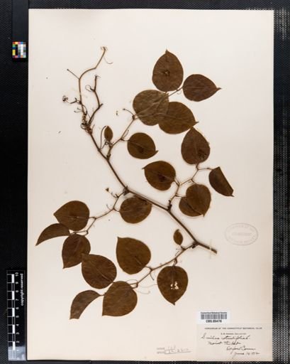 Smilax rotundifolia