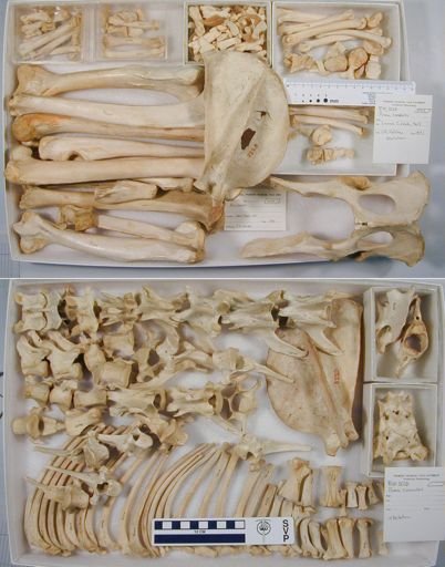 Puma concolor couguar