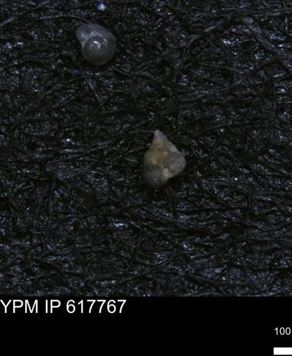 undet. Heterohelicidae