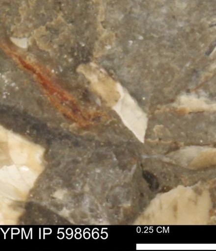 undet. Mollusca