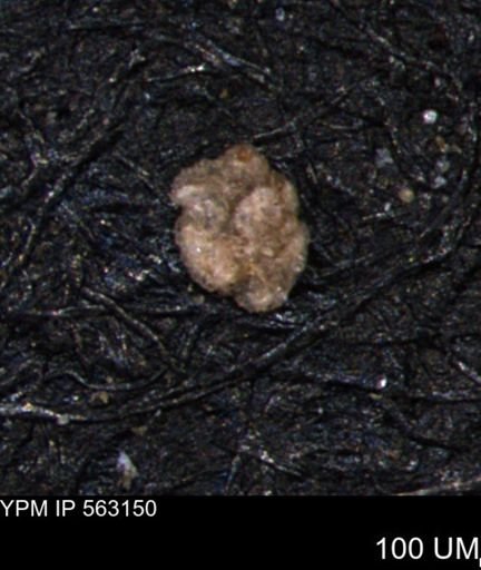 Trochammina gatesensis