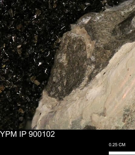 undet. Mollusca