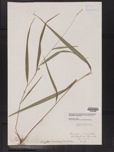 Oryzopsis racemosa