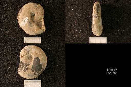 Hoploscaphites nicolletii