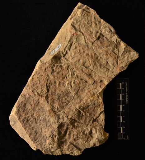 Acrostichum hesperium