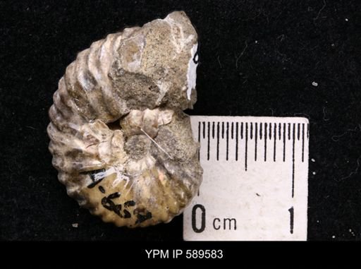 Hoploscaphites comprimus